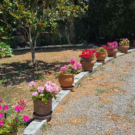 Birdsing Dassia (Corfu)