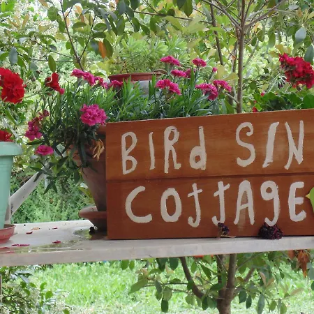 Birdsing